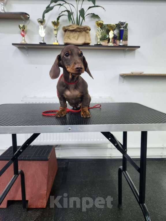 Собаки в Екатеринбурге: Щенок таксы Мальчик, Бесплатно - фото 1