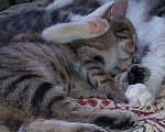 Кошки в Москве: Бенгальский котенок (метис) Лина, 10 месяцев, Бесплатно - фото 5