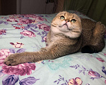 Кошки в Нолинске: Вязка шотландский вислоухий, 2 000 руб. - фото 8