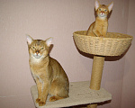 Кошки в Орле: Абиссинские котята Девочка, 20 000 руб. - фото 10