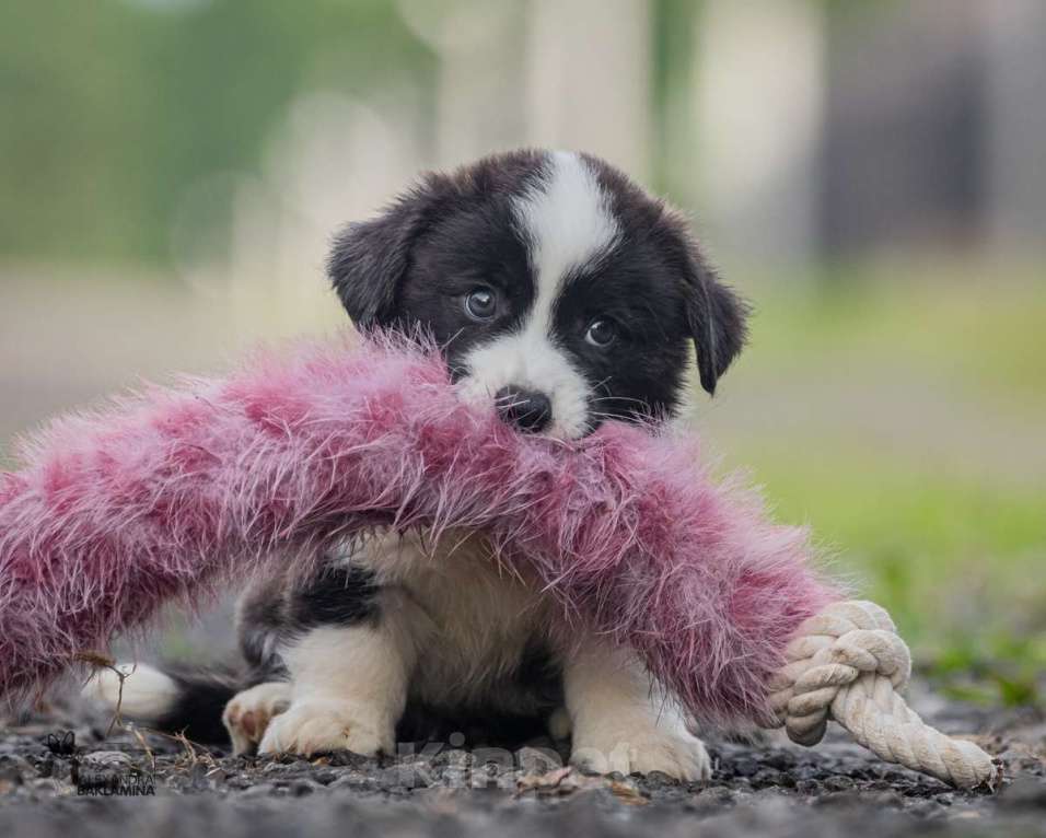 Собаки в Москве: Алеша Мальчик, 50 000 руб. - фото 8