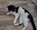 Кошки в Нижнем Новгороде: Отдам в ласковые и добрые руки дружелюбную кошечку Стэллу) Девочка, Бесплатно - фото 1
