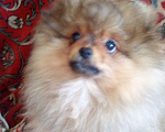 Собаки в Чебоксарах: Миниатюрная  девочка . Девочка, 35 000 руб. - фото 1