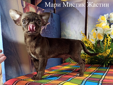 Мальчик чихуахуа без дефектов