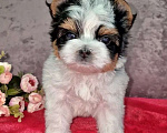 Собаки в Санкт-Петербурге: Чудесная малышка с прекрасным характером Девочка, 110 000 руб. - фото 2