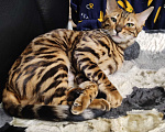 Кошки в Сарове: Бенгальская кошечка Девочка, 8 000 руб. - фото 1