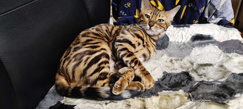 Бенгальская кошечка