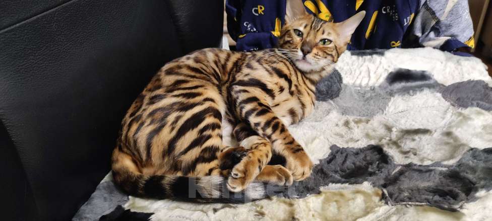 Кошки в Сарове: Бенгальская кошечка Девочка, 8 000 руб. - фото 1