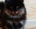 Собаки в Калининграде: Померанский шпиц,щенок Девочка, 30 000 руб. - фото 7