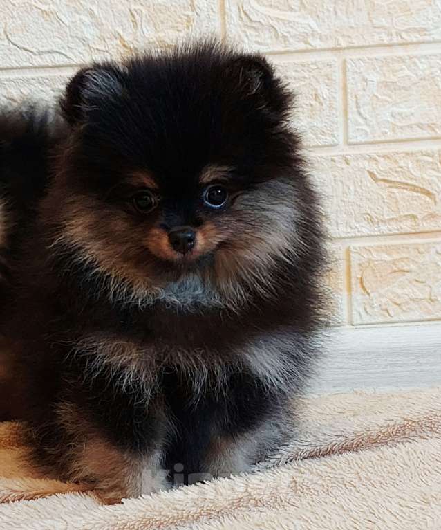 Собаки в Калининграде: Померанский шпиц,щенок Девочка, 30 000 руб. - фото 7