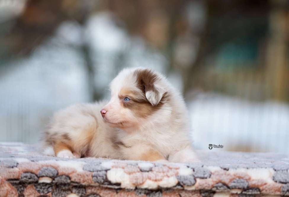 Собаки в Москве: Австралийская овчарка, щенок Мальчик, 120 000 руб. - фото 5