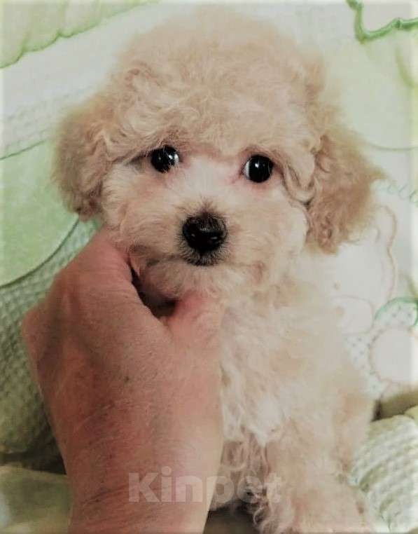 Собаки в Балашихе: Мальтипу мальчик Мальчик, 60 000 руб. - фото 1