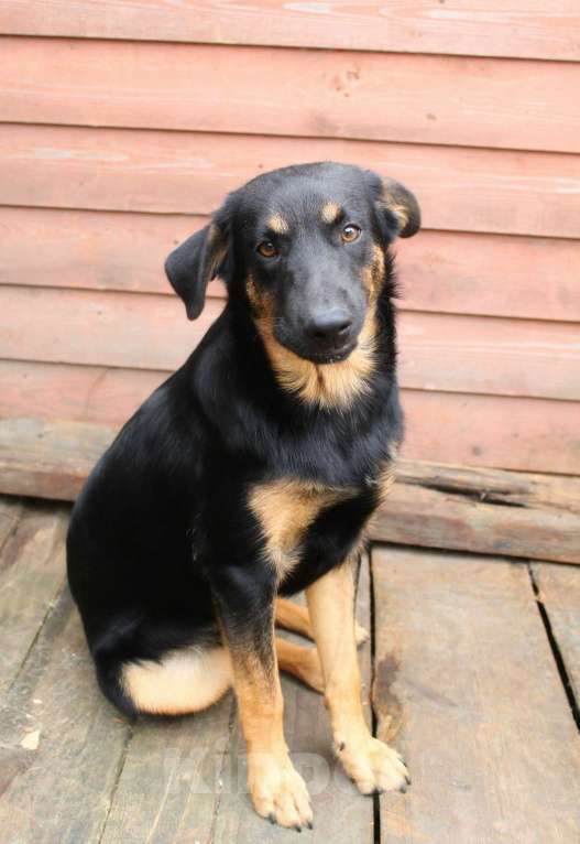 Собаки в Санкт-Петербурге: Маленький энерджайзер - очень веселый, игривый щенок Мальчик, Бесплатно - фото 7