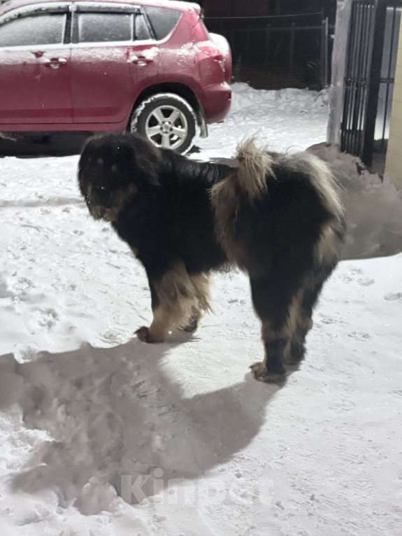 Собаки в других городах Московской области: Щенок банхара Девочка, 60 000 руб. - фото 6