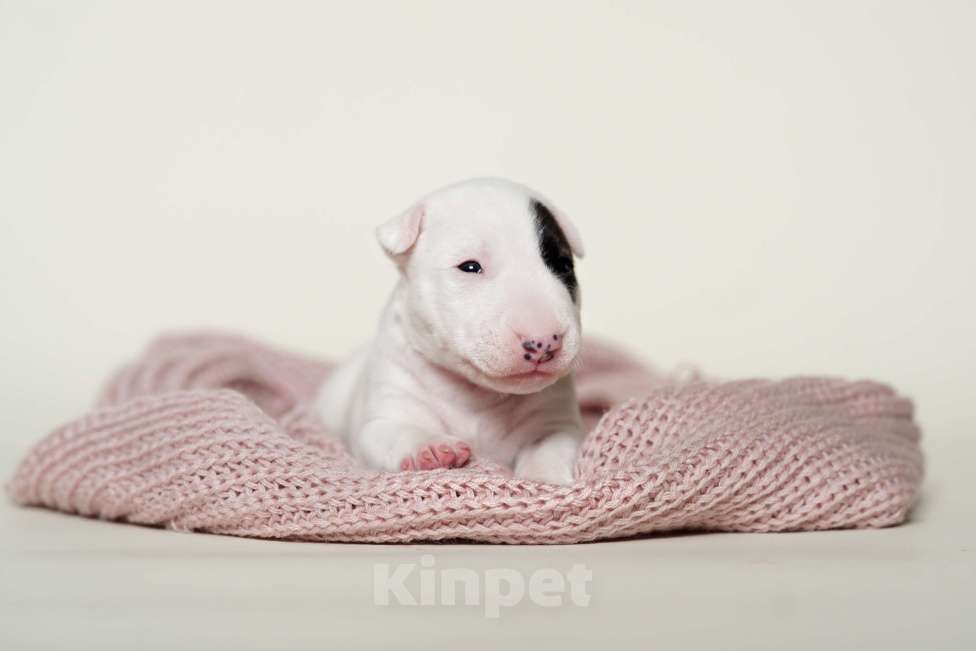 Собаки в Москве: Миниатюрный бультерьер Девочка, Бесплатно - фото 2
