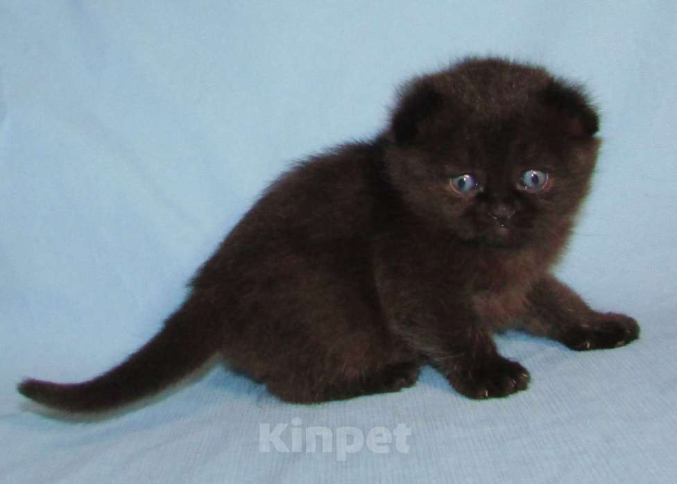 Кошки в Санкт-Петербурге: шотландская кошечка фолд Девочка, 40 000 руб. - фото 4