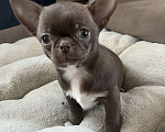 Собаки в Санкт-Петербурге: Щенок чихуахуа, сука Девочка, 60 000 руб. - фото 8