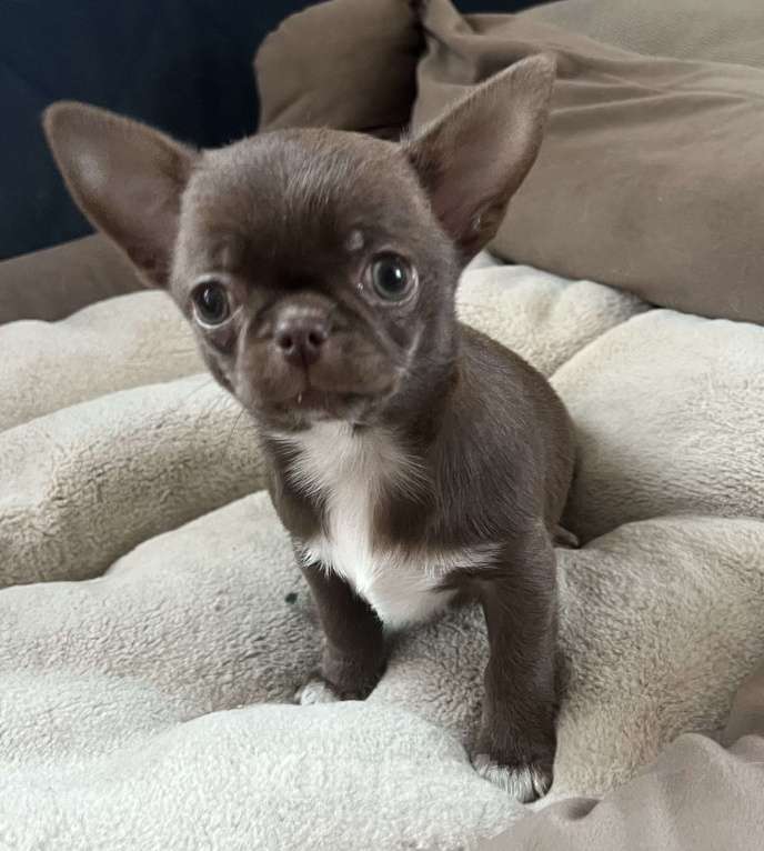 Собаки в Санкт-Петербурге: Щенок чихуахуа, сука Девочка, 60 000 руб. - фото 8
