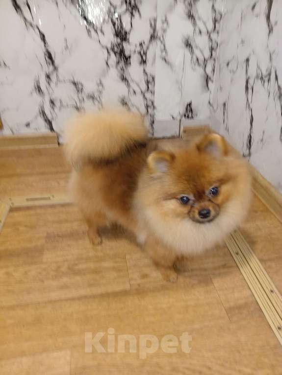 Собаки в Волгограде: Мини шпиц Мальчик, Бесплатно - фото 1