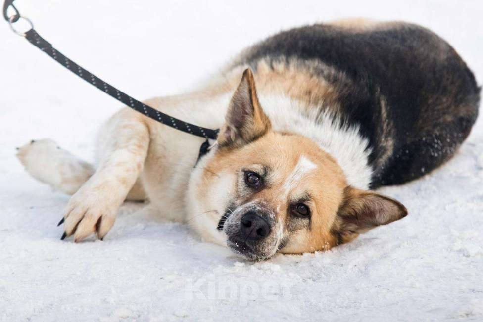Собаки в Москве: Трехцветная собачка Мара в добрые руки Девочка, 1 руб. - фото 3