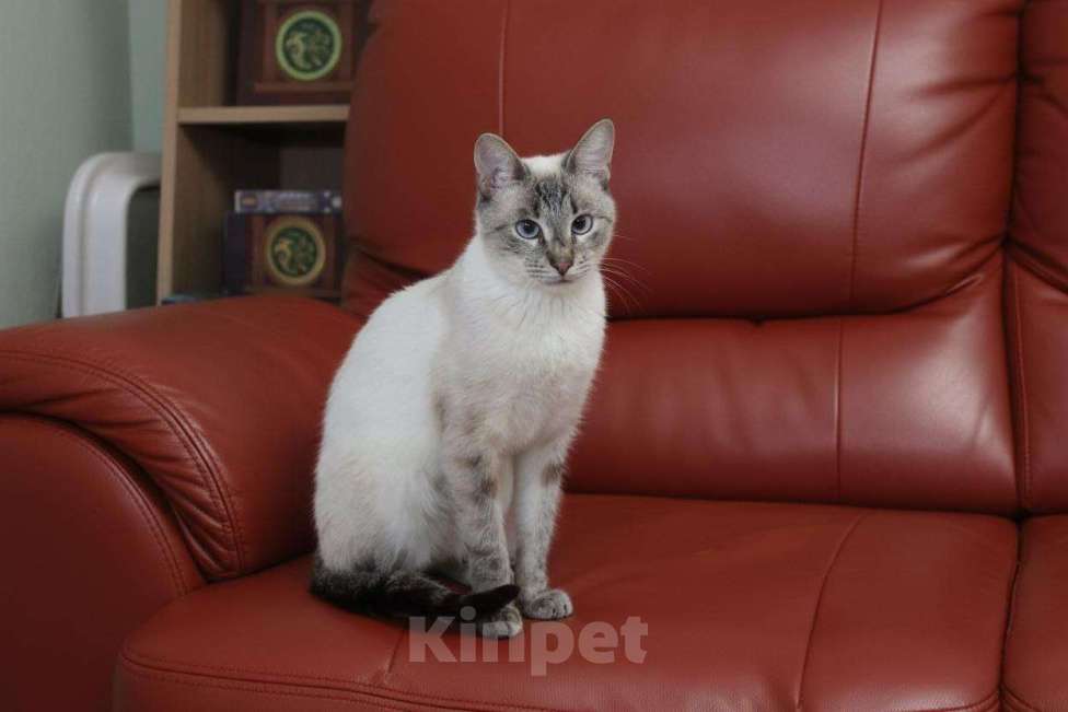 Кошки в Москве: кот Айс ищет дом Мальчик, 10 руб. - фото 5