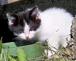 Кошки в Краснодаре: Котята в добрые руки. Срочно! Нужна помощь! Разнополые, Бесплатно - фото 4