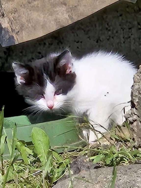 Кошки в Краснодаре: Котята в добрые руки. Срочно! Нужна помощь! Разнополые, Бесплатно - фото 4