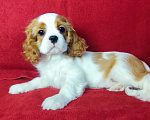 Собаки в Санкт-Петербурге: Красивый мальчик кавалер Кинг Чарльз спаниель Мальчик, 95 000 руб. - фото 2