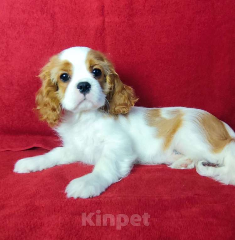 Собаки в Санкт-Петербурге: Красивый мальчик кавалер Кинг Чарльз спаниель Мальчик, 95 000 руб. - фото 2