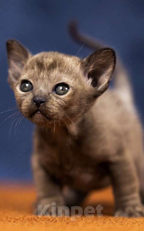 Кошки в Москве: Бурманский мальчик Мальчик, 130 000 руб. - фото 2