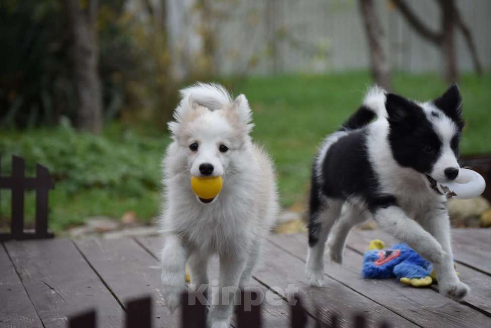 Собаки в Москве: Ненецкая оленегонная лайка, сука Дежавю. Девочка, 60 000 руб. - фото 3