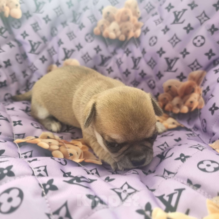 Собаки в Калининграде: Щенок Чихуахуа г/ш, девочка Девочка, Бесплатно - фото 5