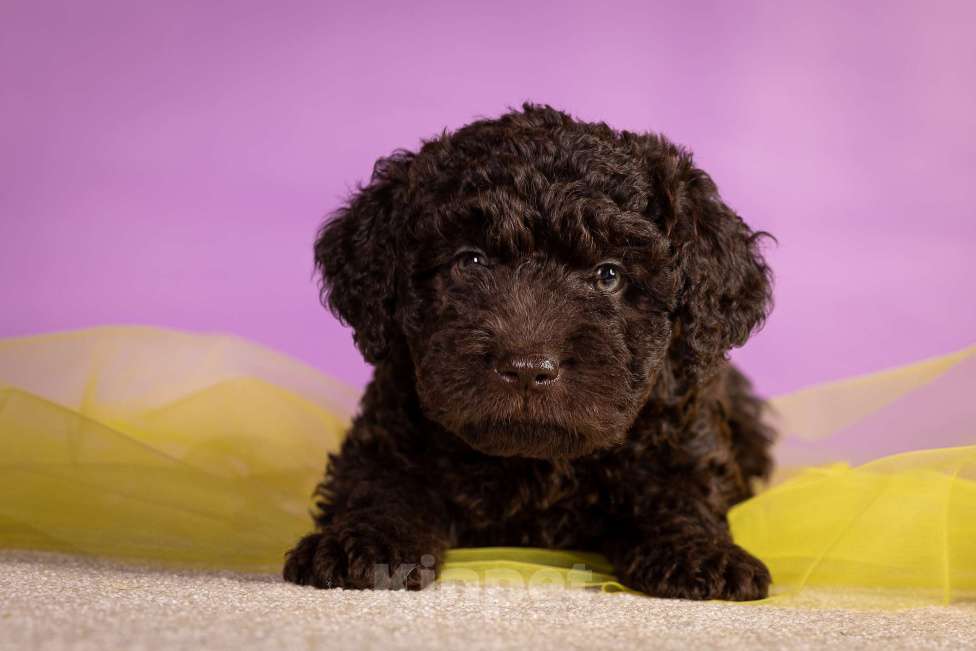 Собаки в Москве: ESMIRON Мальчик, 150 000 руб. - фото 4