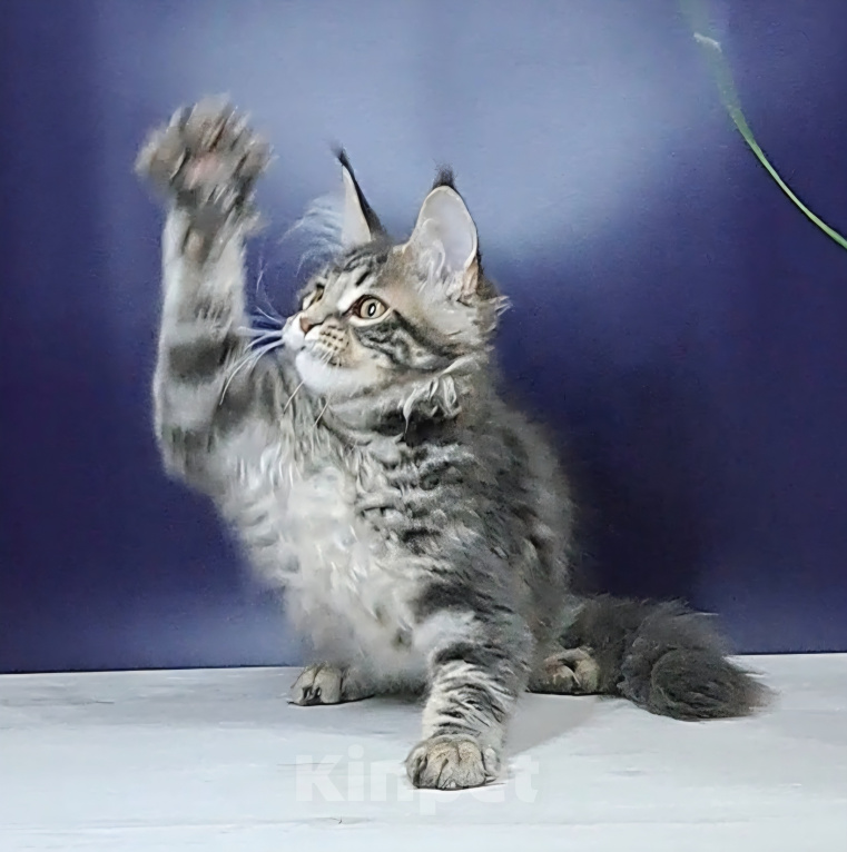 Кошки в Уфе: Котенок мейн-кун Мальчик, 30 000 руб. - фото 2