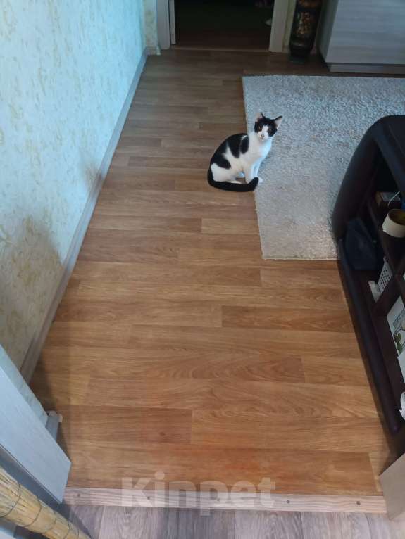 Кошки в других городах Тульской области: Найден домашний кот. Мальчик, Бесплатно - фото 1