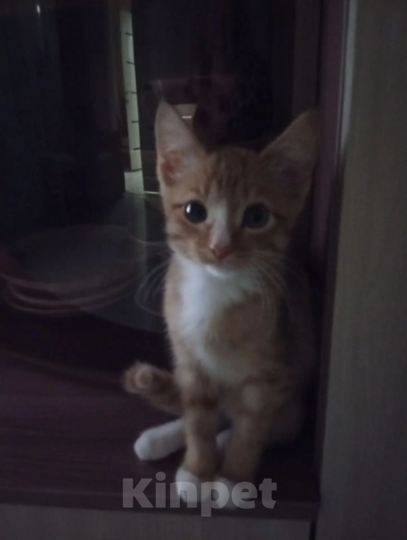 Кошки в Омске: В добрые руки Мальчик, Бесплатно - фото 1