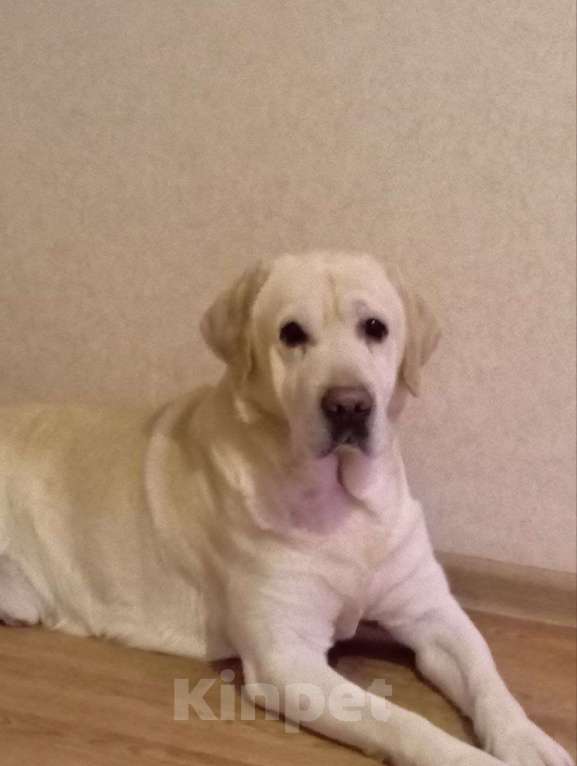 Собаки в Ярославле: Молодой лабрадор Мальчик, Бесплатно - фото 1