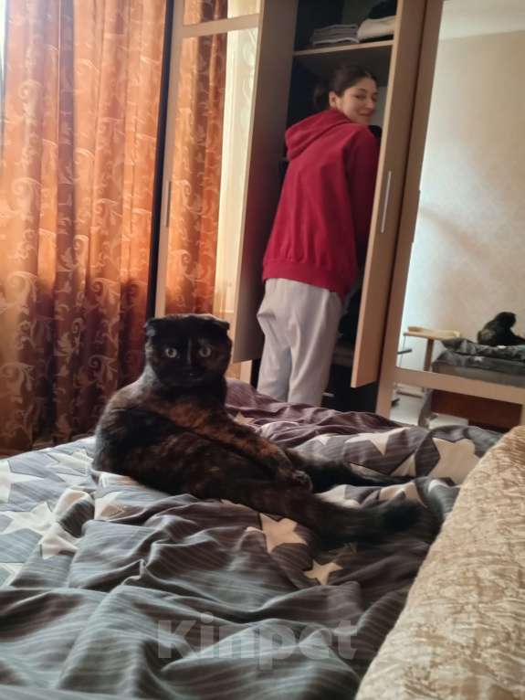 Кошки в Люберцах: Пропала кошка в Люберцах  Девочка, Бесплатно - фото 1