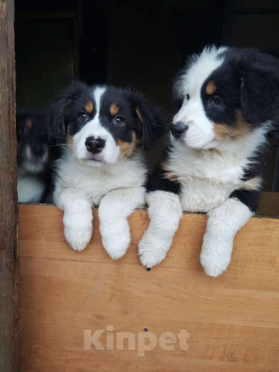 Собаки в Бикине: Очеровательная малышка  Девочка, 50 000 руб. - фото 8