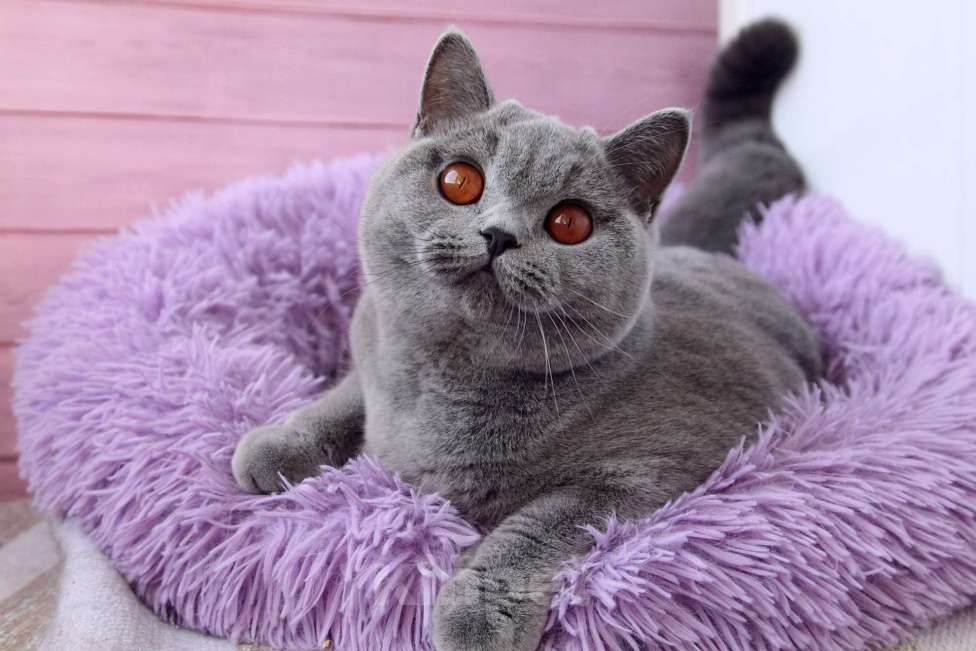 Кошки в Санкт-Петербурге: Нужен дом британке Девочка, 10 000 руб. - фото 1