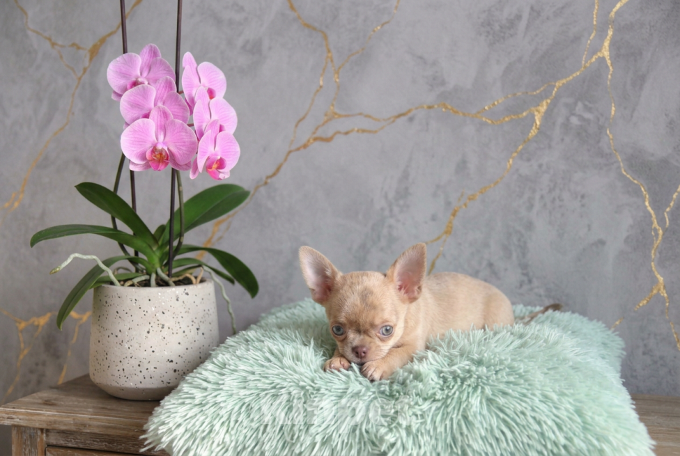 Собаки в Саратове: Малышка чихуахуа Девочка, 80 000 руб. - фото 3