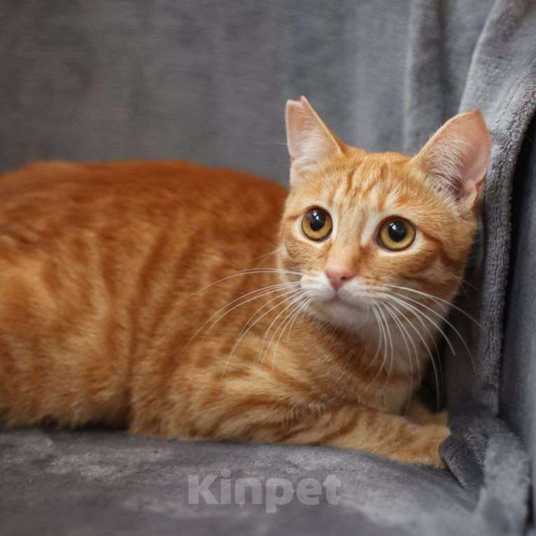 Кошки в Москве: Рыжую Алису выпускают после стерилизации 🆘️ Срочный поиск дома Девочка, Бесплатно - фото 4