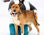 Собаки в Москве: Лучший друг детей, молодой пес Марс в добрые руки Мальчик, Бесплатно - фото 1