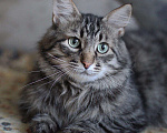 Кошки в Кувшиново: Кот Барсик ищет добрых хозяев, Бесплатно - фото 1