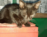 Кошки в Орлове: Кошечка в добрые руки., Бесплатно - фото 5