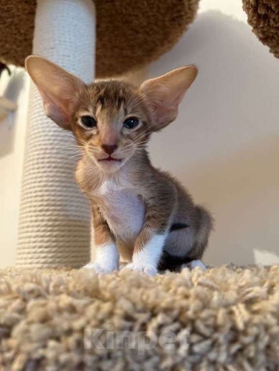 Кошки в Москве: Орик девочка Девочка, 25 000 руб. - фото 3