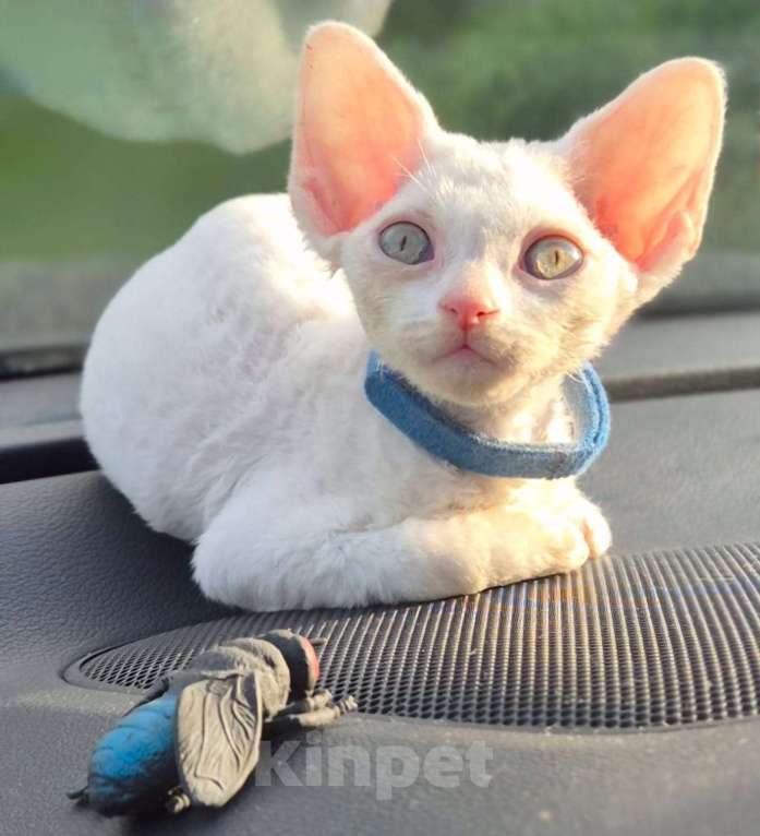 Кошки в Москве: Девон рекс -белый малыш Мальчик, 50 000 руб. - фото 6