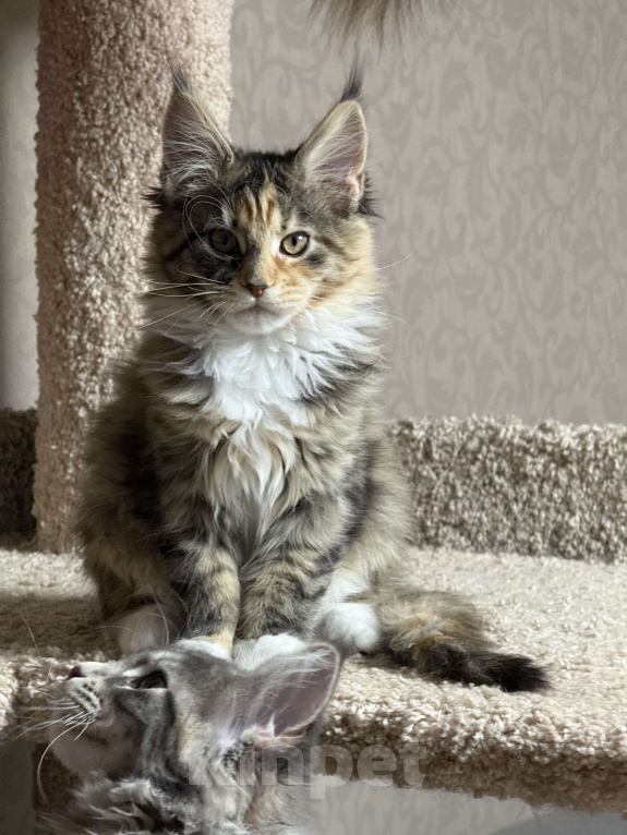 Кошки в Новосибирске: Шикарная черепашка породы Мейкун Девочка, Бесплатно - фото 1