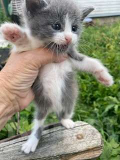 Кошки в Москве: В добрые руки Мальчик, Бесплатно - фото 2