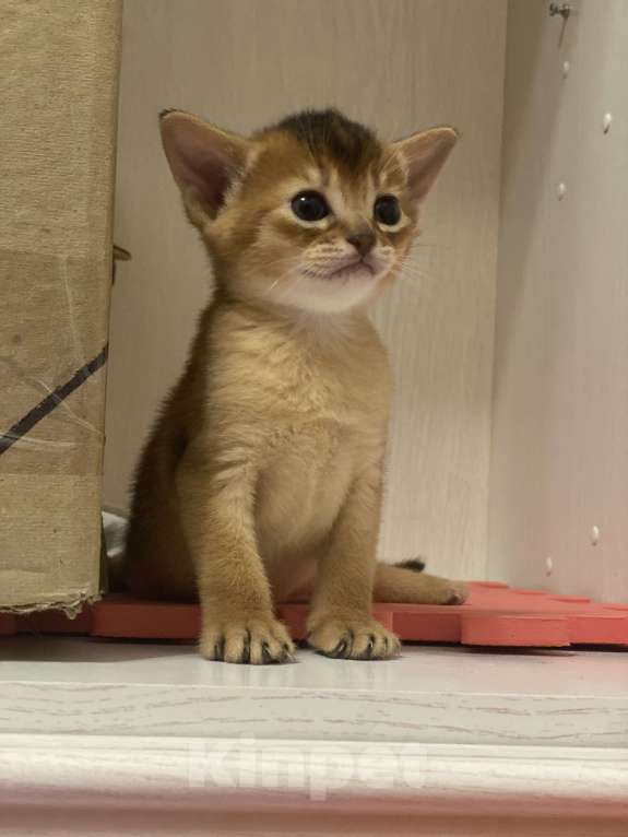 Кошки в Нижневартовске: Чистокровные абиссинские котята  Девочка, 25 000 руб. - фото 6
